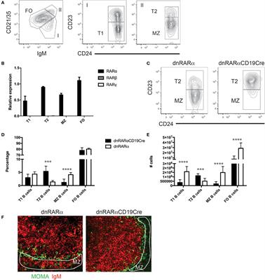 Retinoic Acid Signaling in B Cells Is Required for the Generation of an Effective T-Independent Immune Response